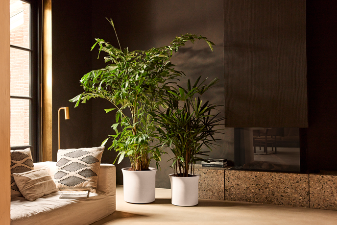 june tulip 47cm blanco lino